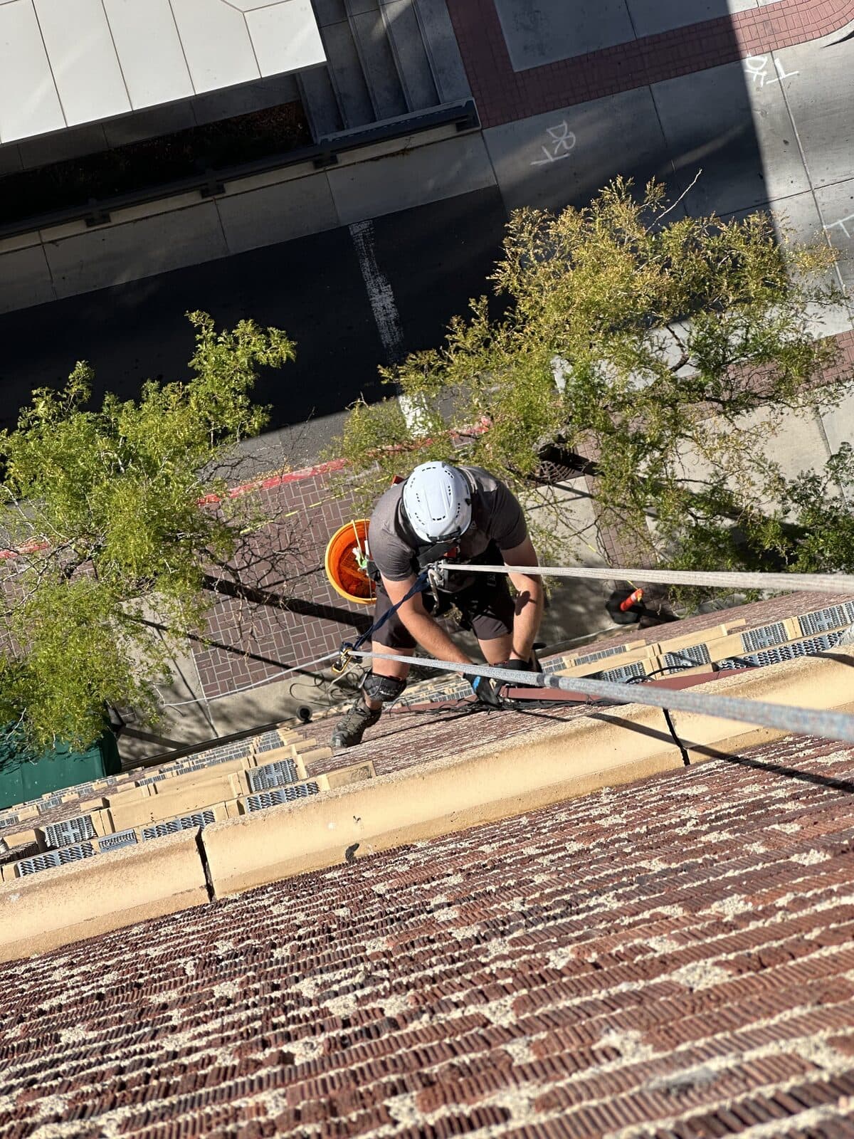 Georgia Wildlife Specialists technician rappelling a brick building above a downtown street