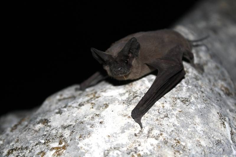 Bat Removal