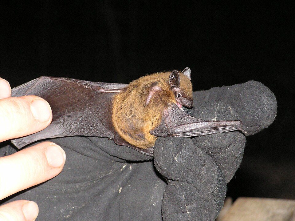 Evening Bat (Nycticeius humeralis)