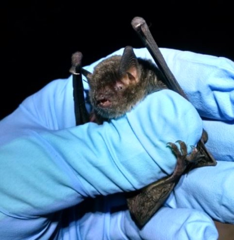 Gray Bat (Myotis grisescens)
