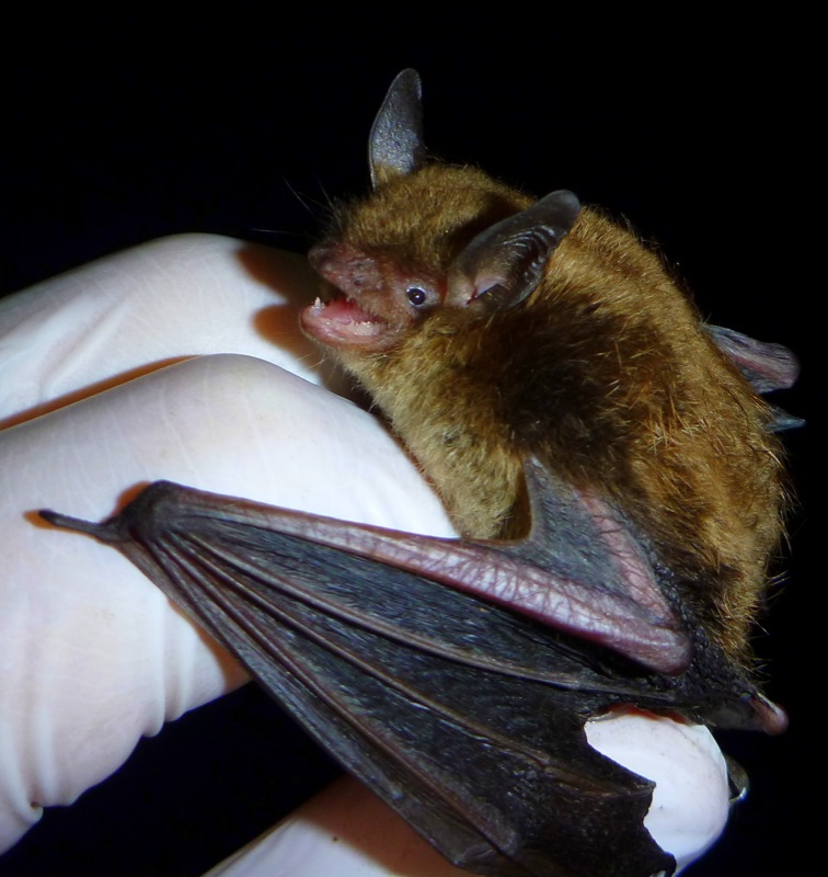 Little Brown Bat (Myotis lucifugus)