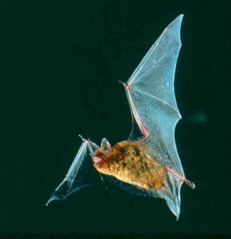 Southeastern Myotis (Myotis austroriparius)