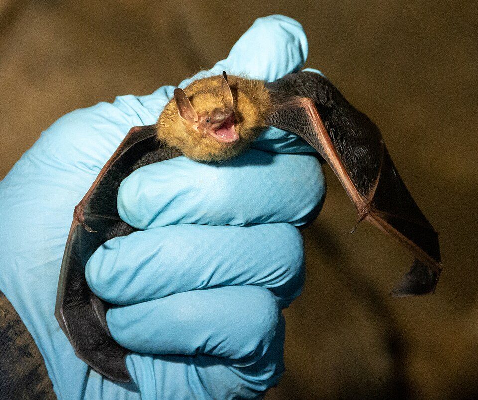 Tricolored Bat (Perimyotis subflavus)