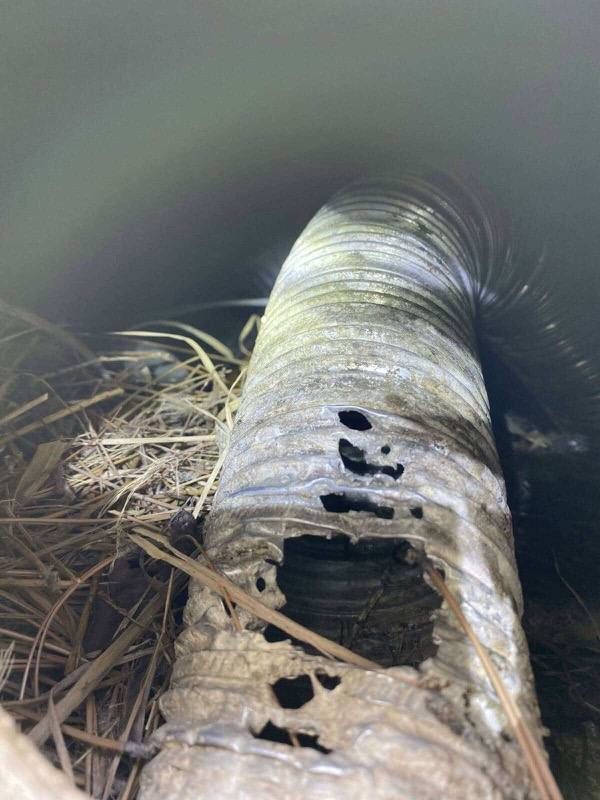 Bird in Vent Removal