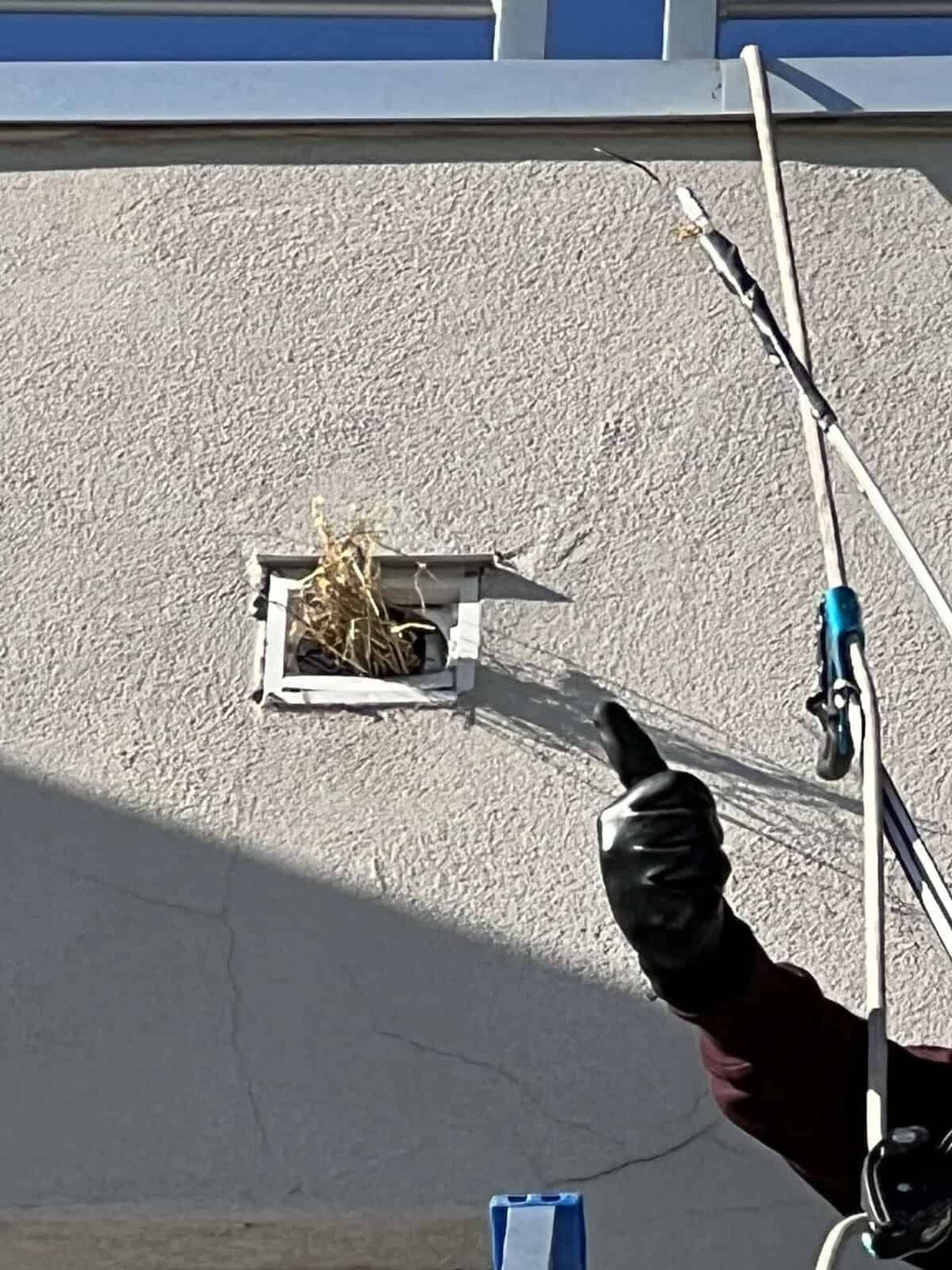 Bird in Vent Removal