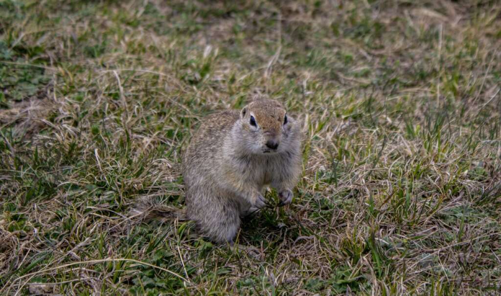 Gopher & Vole Removal