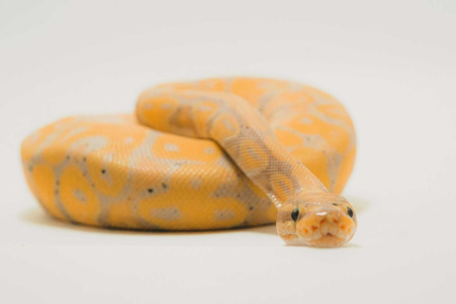 Snake Removal